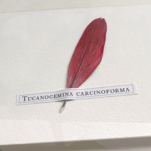 Tucanogemina carcinoforma (framed/large) - Image 4