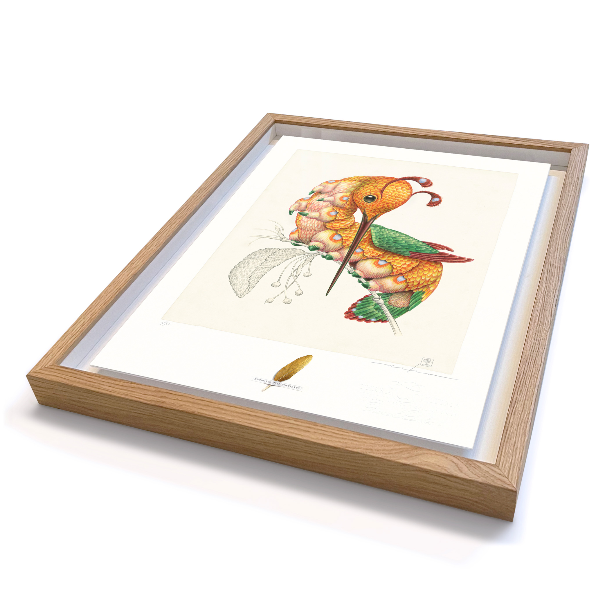 Peripatus mellirostratus (framed/large) - Image 2