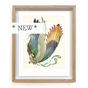 Aëroparus longipennis (framed)