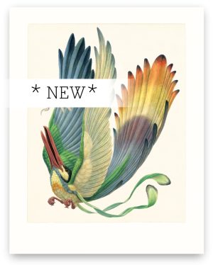 Aëroparus longipennis