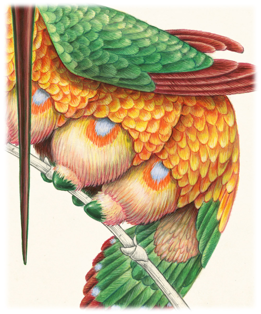 Peripatus mellirostratus (framed/large) - Image 4