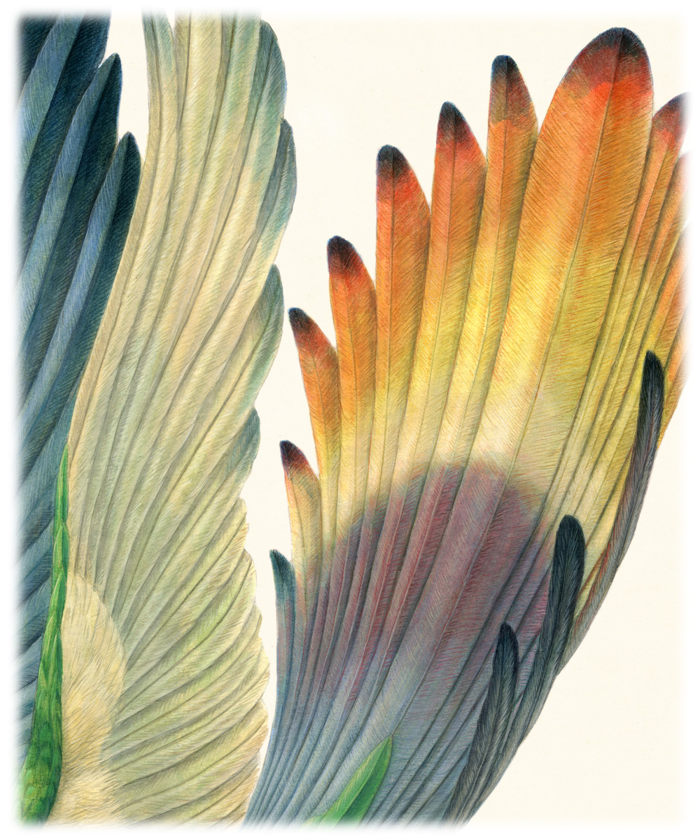 Aëroparus longipennis (framed) - Image 5