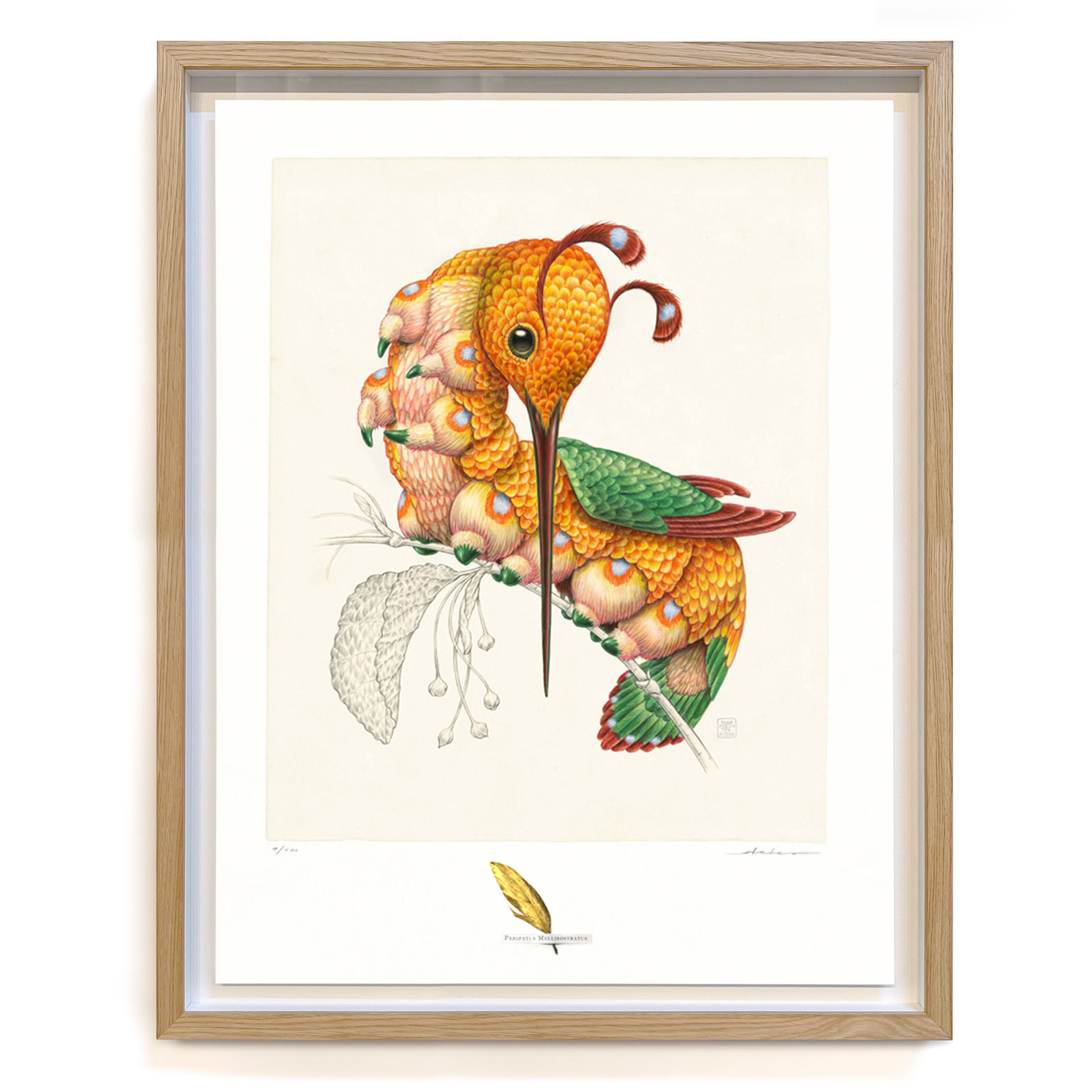 Peripatus mellirostratus (framed/large)