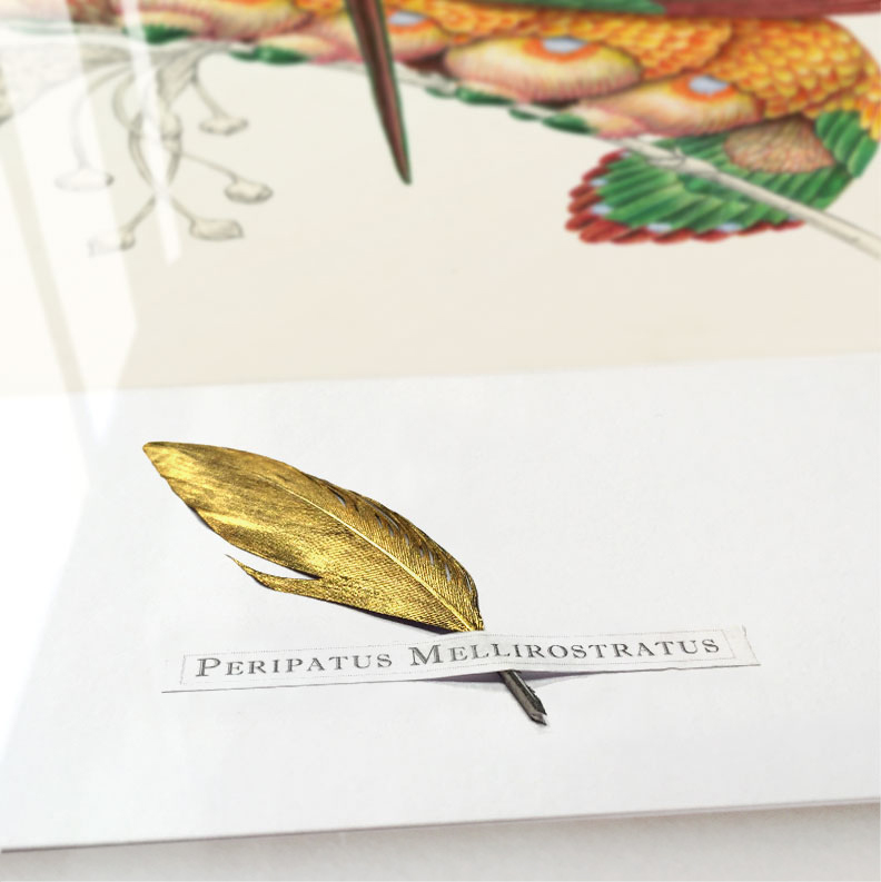 Peripatus mellirostratus (framed/large) - Image 5