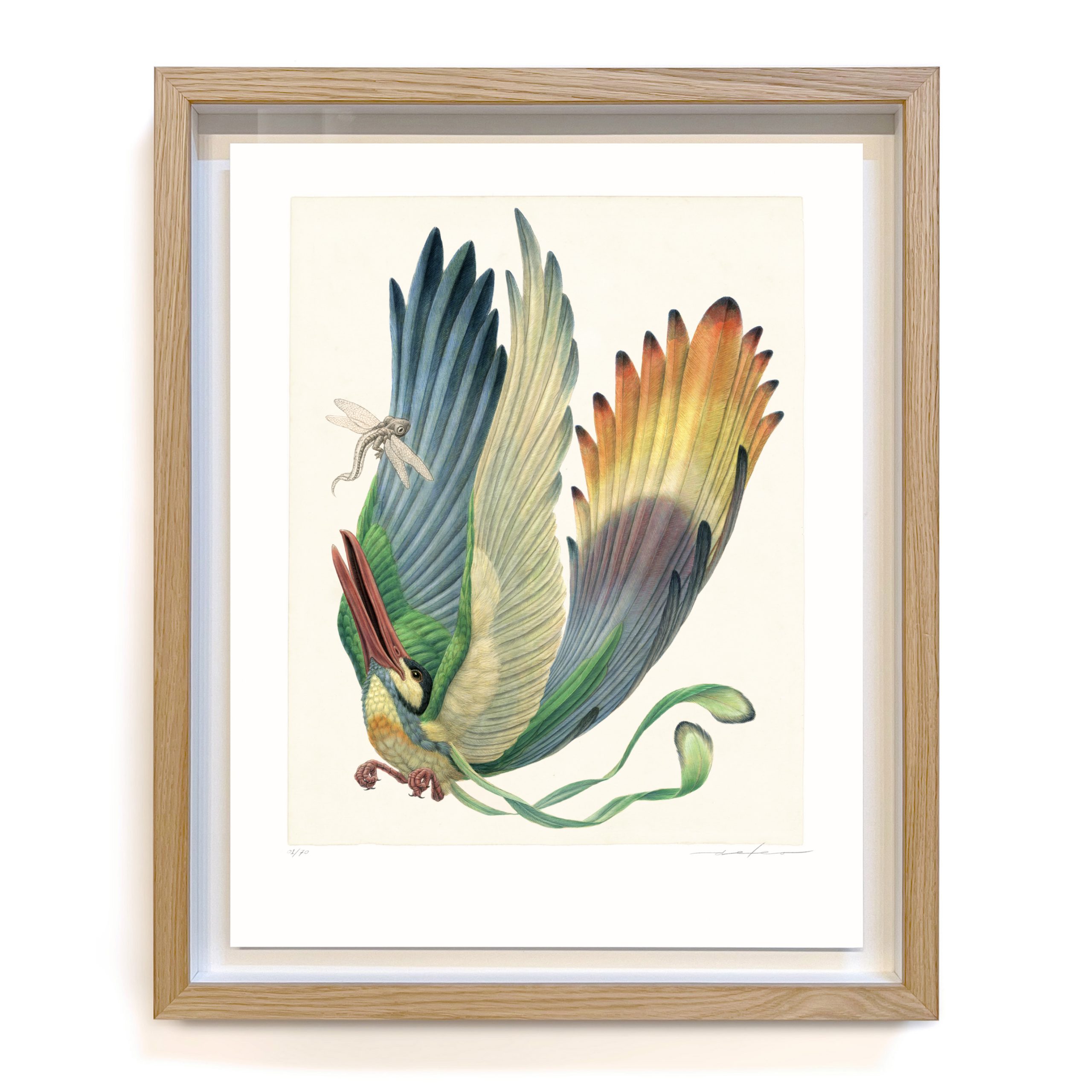 Aëroparus longipennis (framed) - Image 2