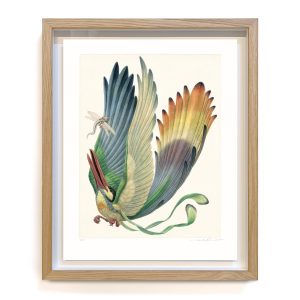 Aëroparus longipennis (framed)