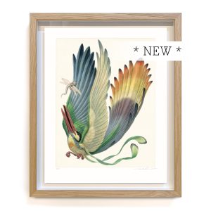 Aëroparus longipennis (framed)