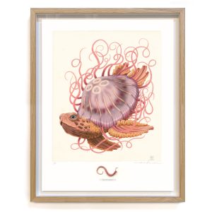 Testudo medusa (framed/large)