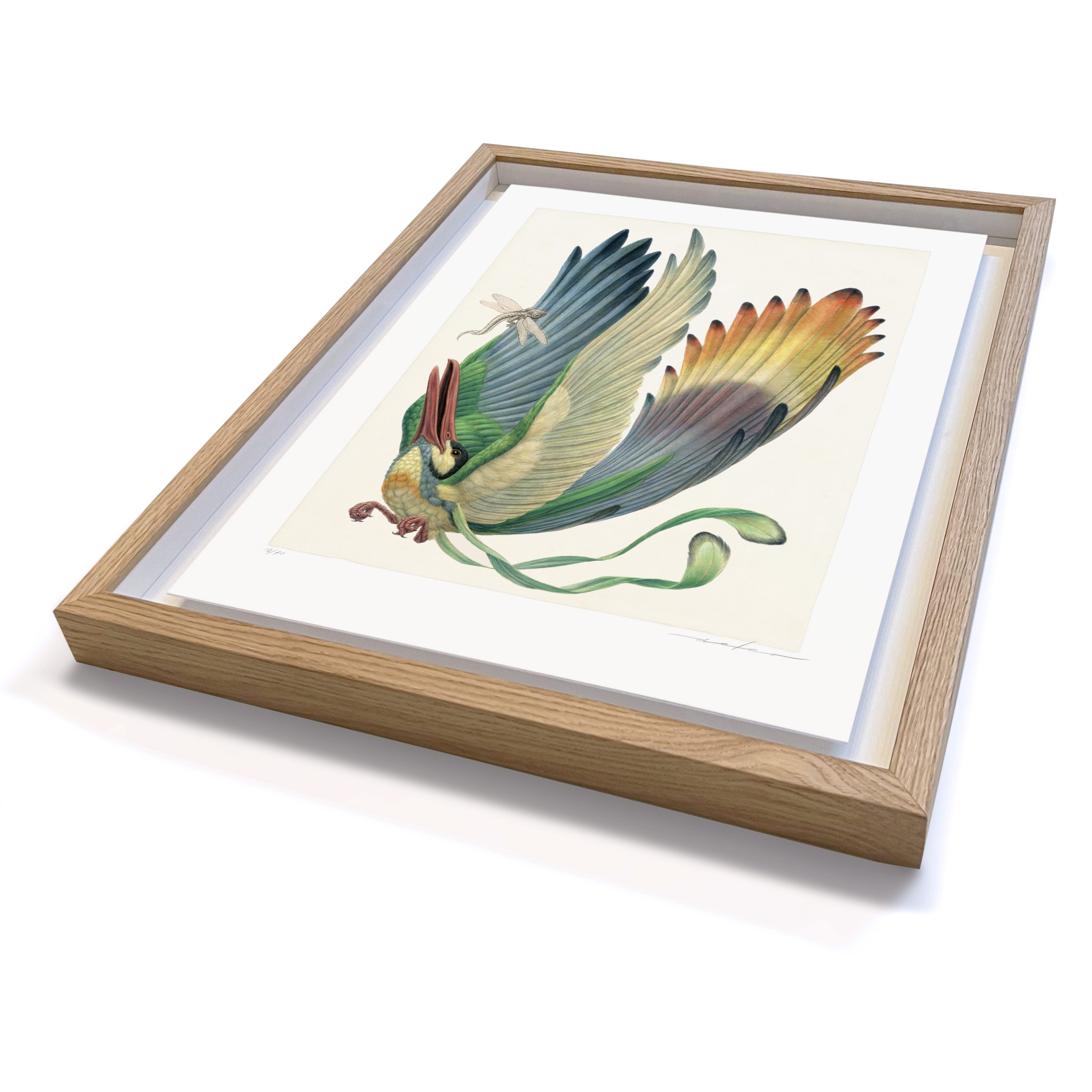 Aëroparus longipennis (framed) - Image 2