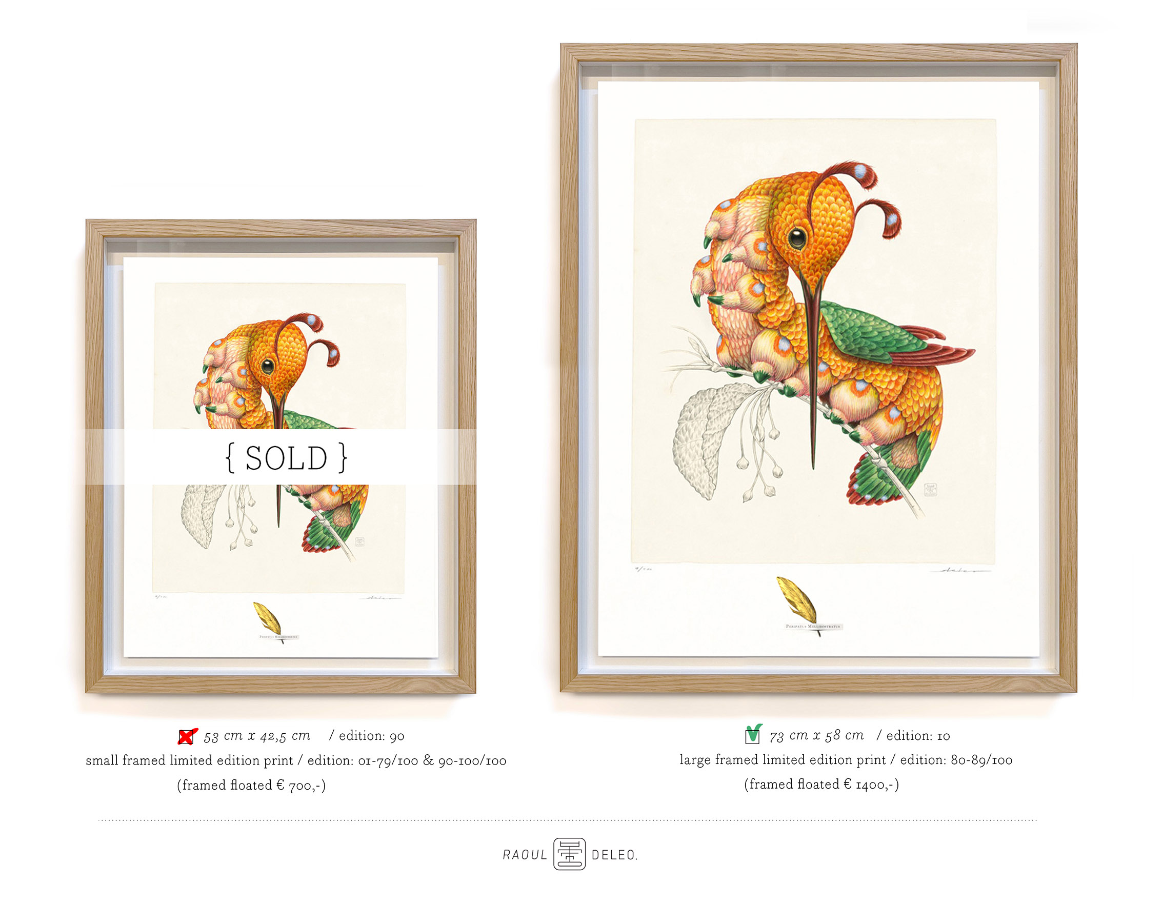 Peripatus mellirostratus (framed/large) - Image 8