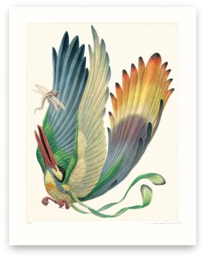 Aëroparus longipennis