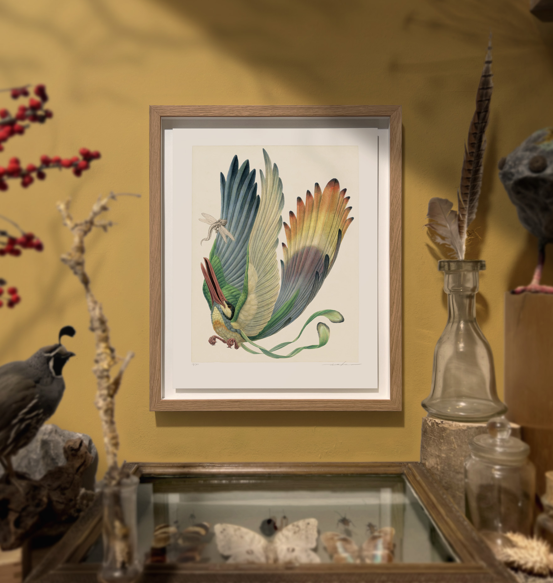 Aëroparus longipennis (framed) - Image 7