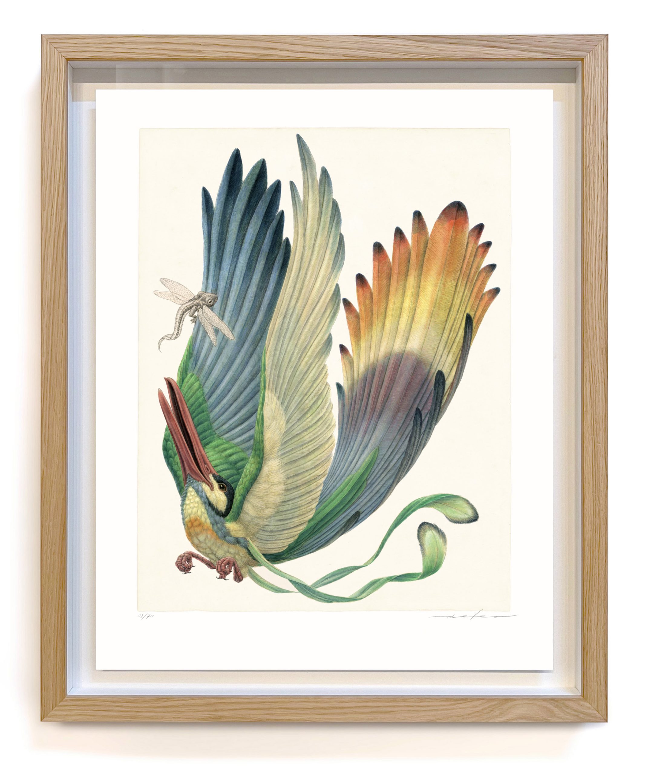 Aëroparus longipennis (framed)