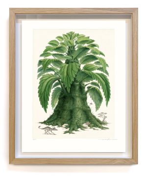 Urticodendron irritans (framed)