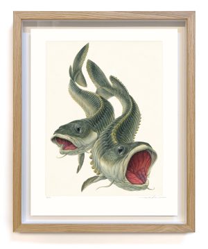 Vocipulsans aquatica (framed)