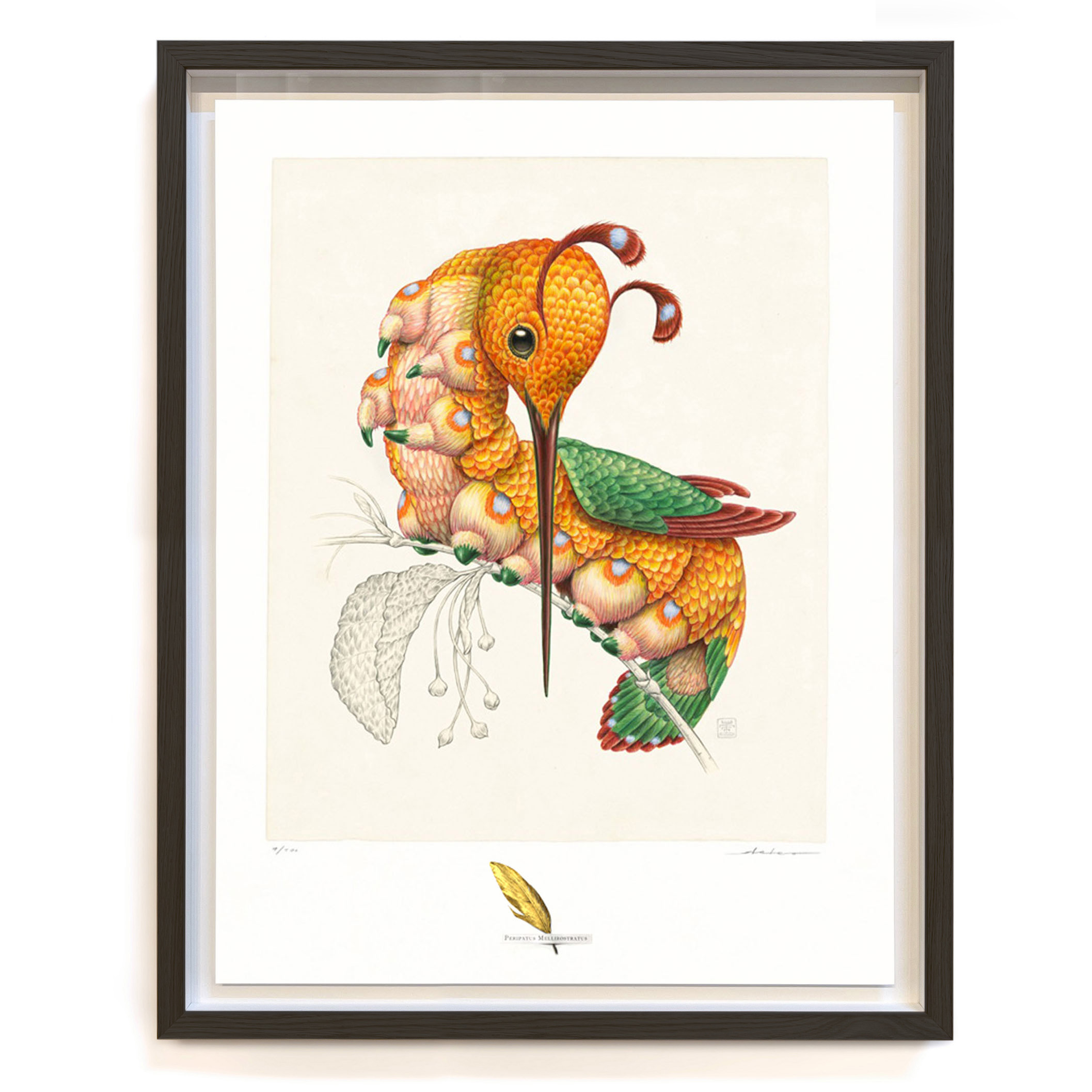Peripatus mellirostratus (framed black/large)