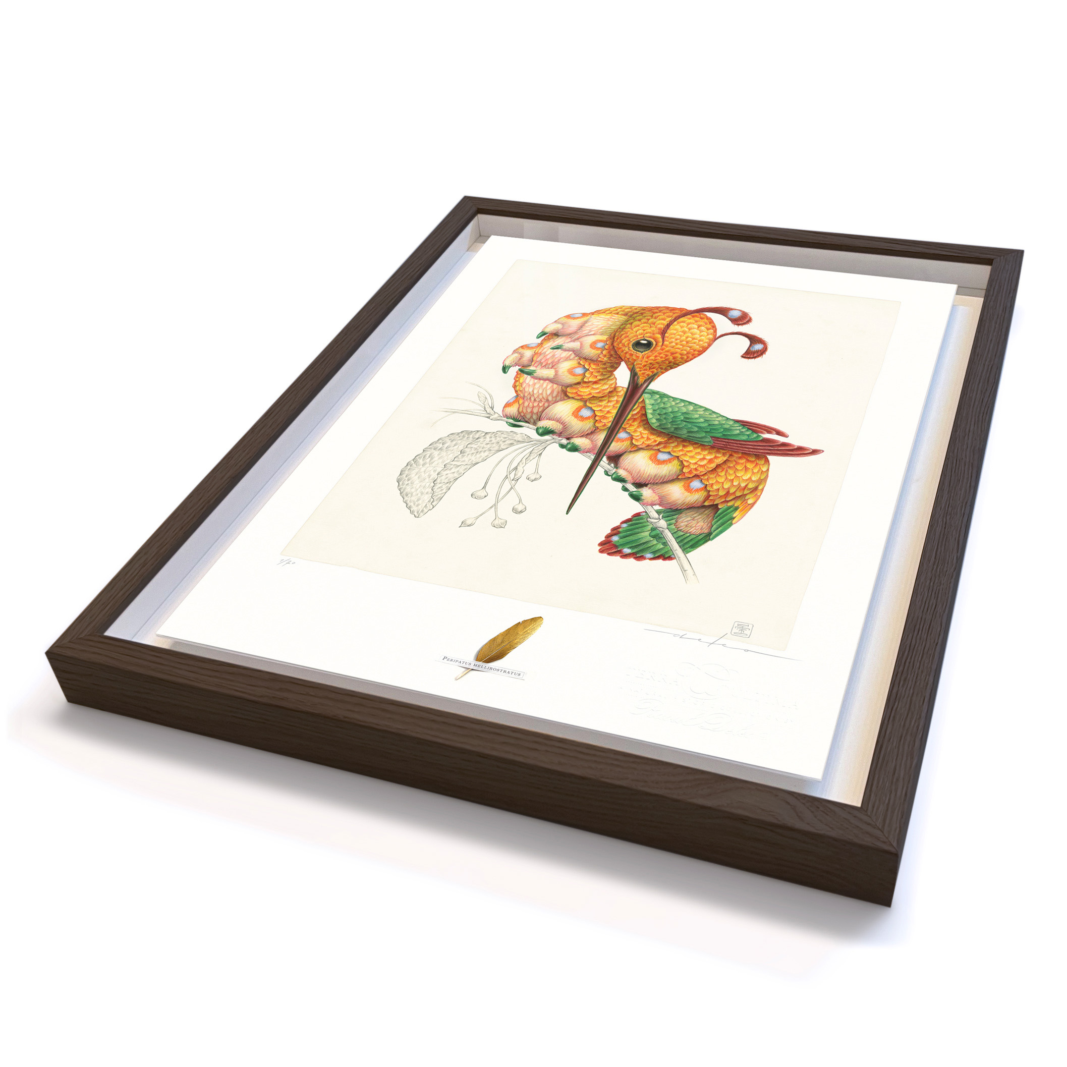 Peripatus mellirostratus (framed black/large) - Image 2
